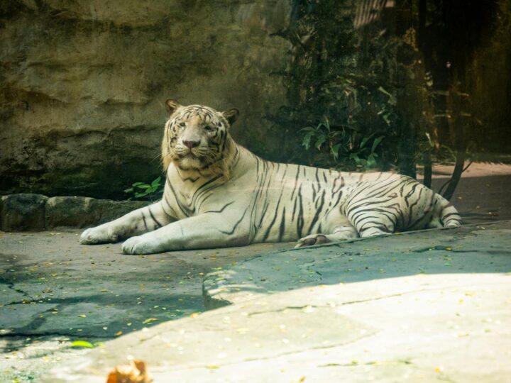 Zoo de Dortmund